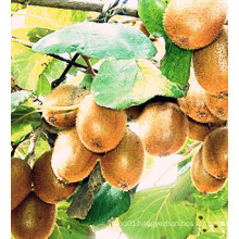 Best-Selling New Crop Export Good Quality Fresh Kiwi Fruit